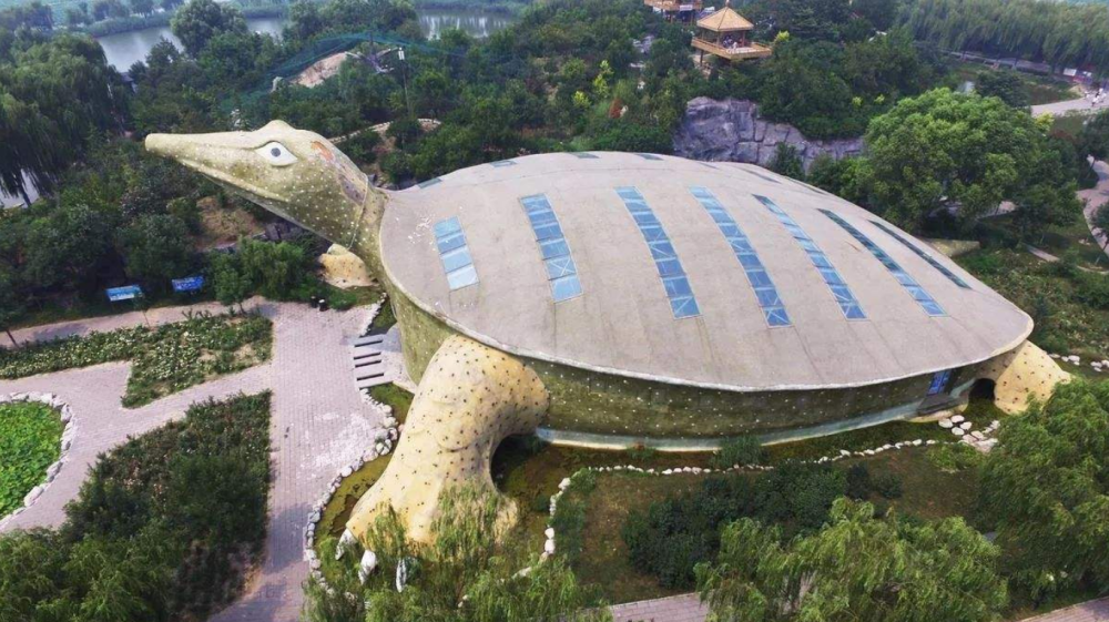 金龟|极罕见！世界第5只“金龟”被发现，为何百年巨龟重现地球？