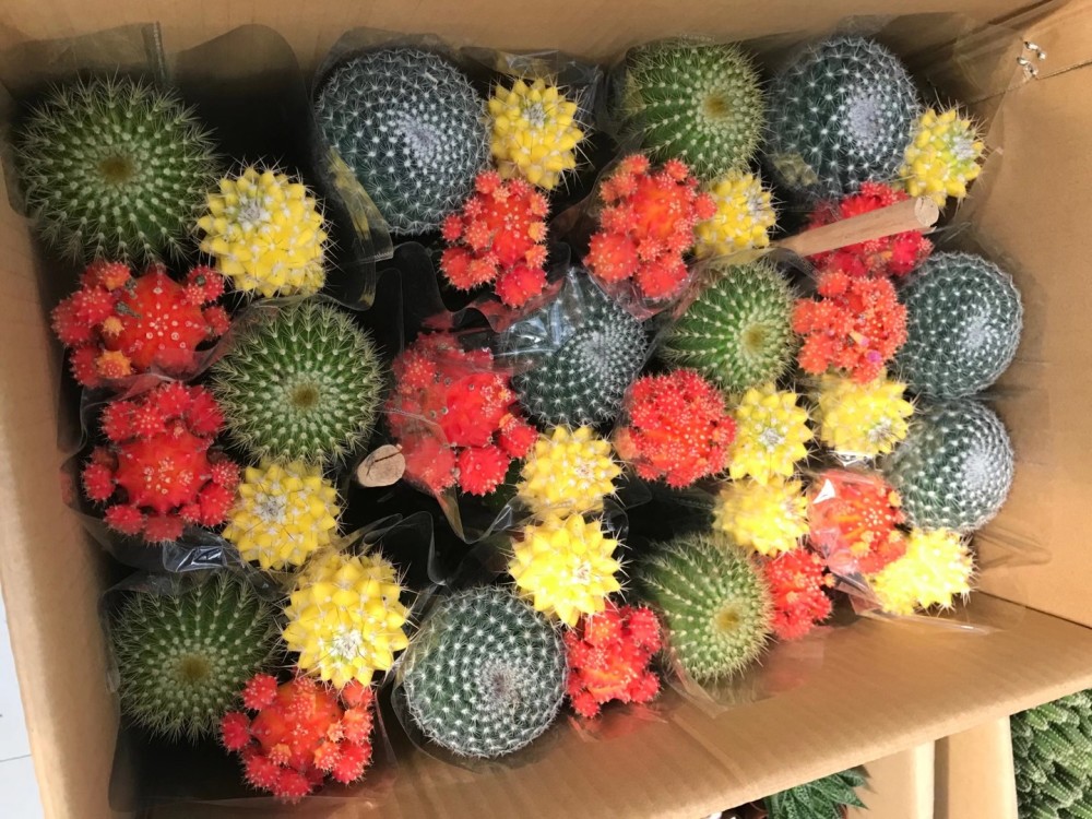 那些花卉市场常见的坑之——吉祥三宝