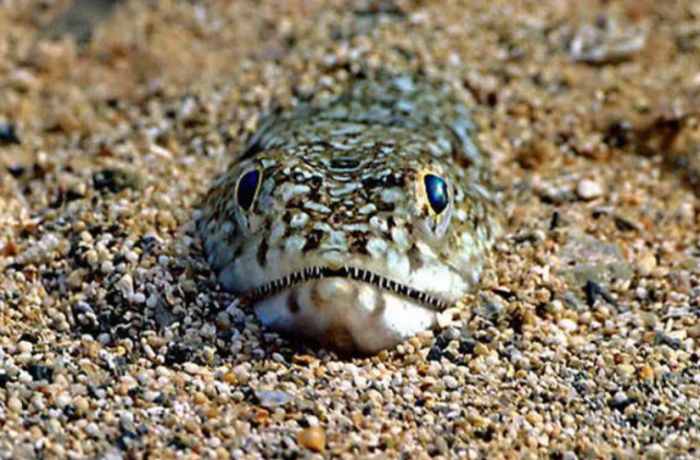 斑尾拟鲈(spotted weever)