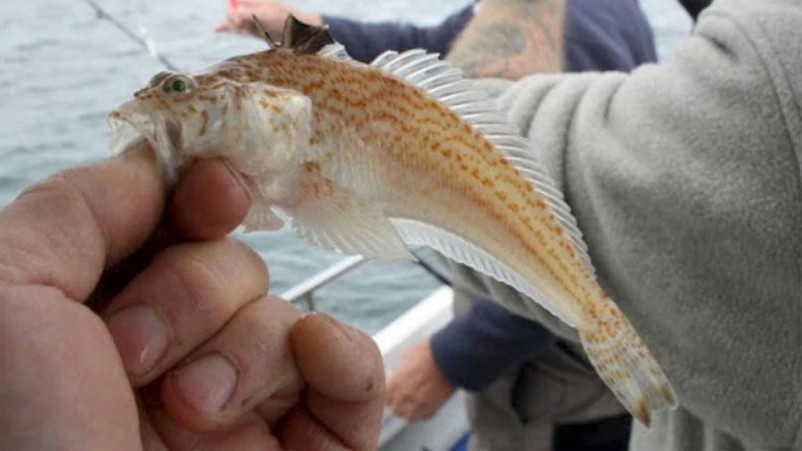 据悉,斑尾拟鲈以及鲨鱼和水母是西班牙周围的海域中最常见的三种危险