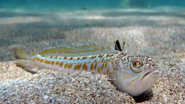 斑尾拟鲈一般居于浅水石堆周围,最长可达45厘米,背鳍有3条毒刺.