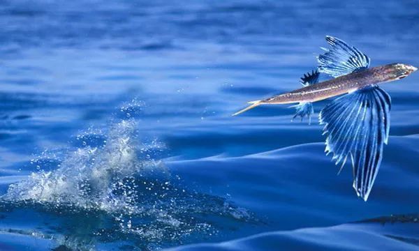 山海经|远古食谱——《山海经》，这种飞鱼你见过吗