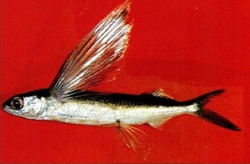 山海经|远古食谱——《山海经》，这种飞鱼你见过吗