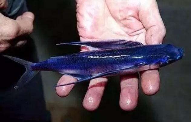 山海经|远古食谱——《山海经》，这种飞鱼你见过吗