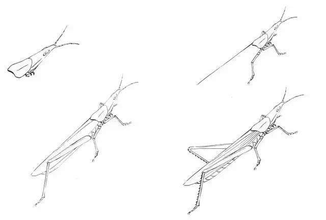 工筆蚱蜢的法畫及設色技法