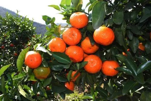 沙糖桔|沙糖桔的种植技术和病理分析，让你一看就明白