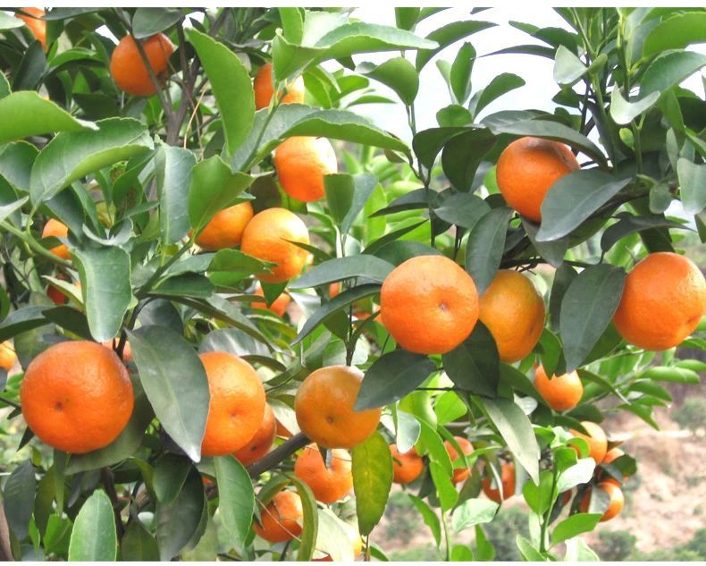 沙糖桔|沙糖桔的种植技术和病理分析，让你一看就明白