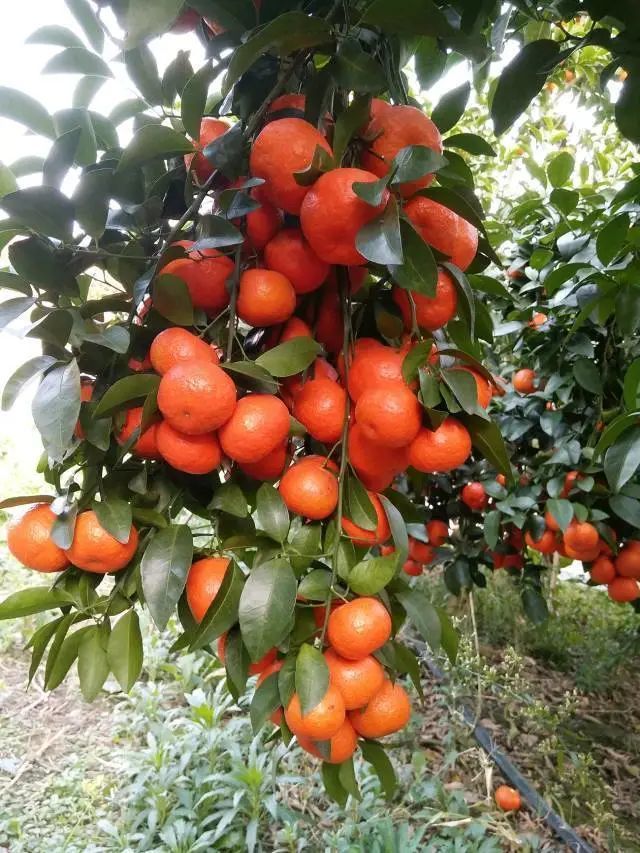 沙糖桔|沙糖桔的种植技术和病理分析，让你一看就明白