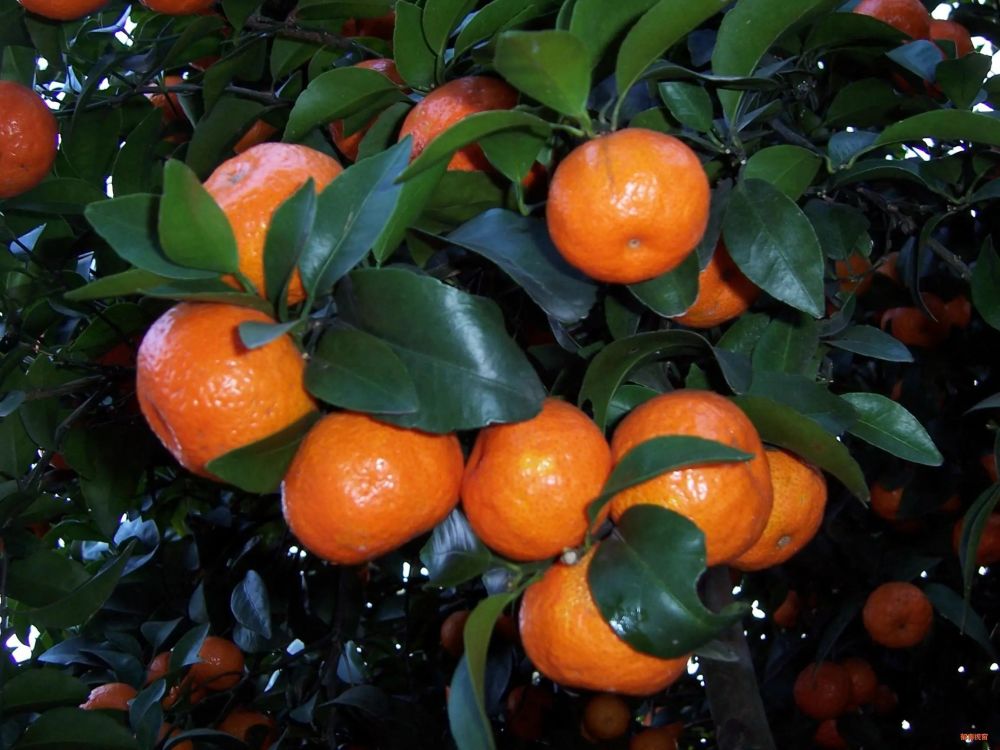 沙糖桔|沙糖桔的种植技术和病理分析，让你一看就明白