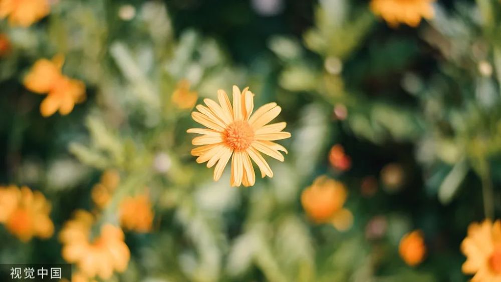 郝玲君|郝玲君：人如花