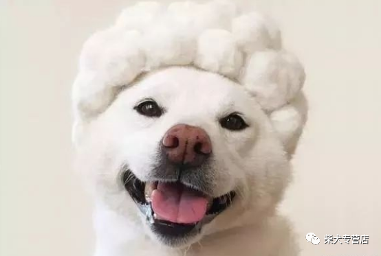 柴犬的颜色选择 赤黑白还是胡麻 腾讯新闻