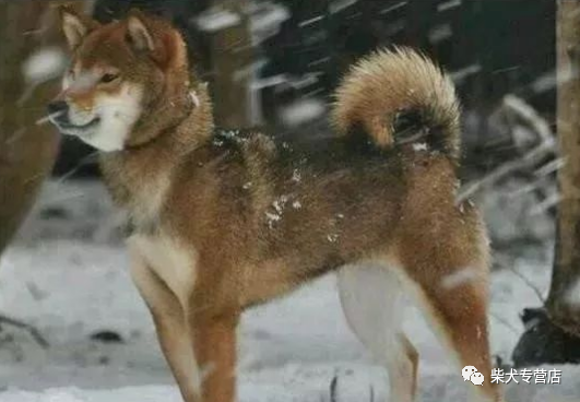 柴犬的颜色选择 赤黑白还是胡麻 腾讯新闻