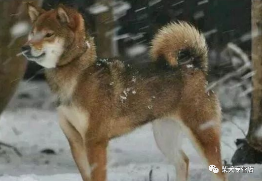 柴犬的颜色选择 赤黑白还是胡麻 柴犬 黑柴 白柴 赤柴 色素 幼犬