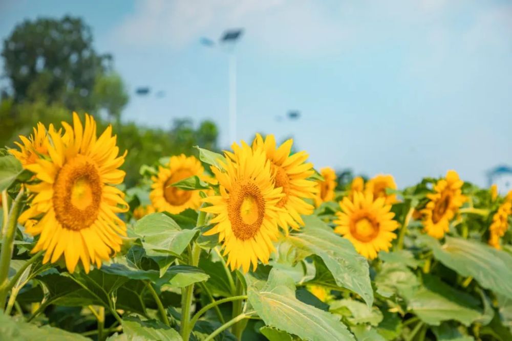 向陽而生打卡莒縣這片花海擁抱夏日的美好