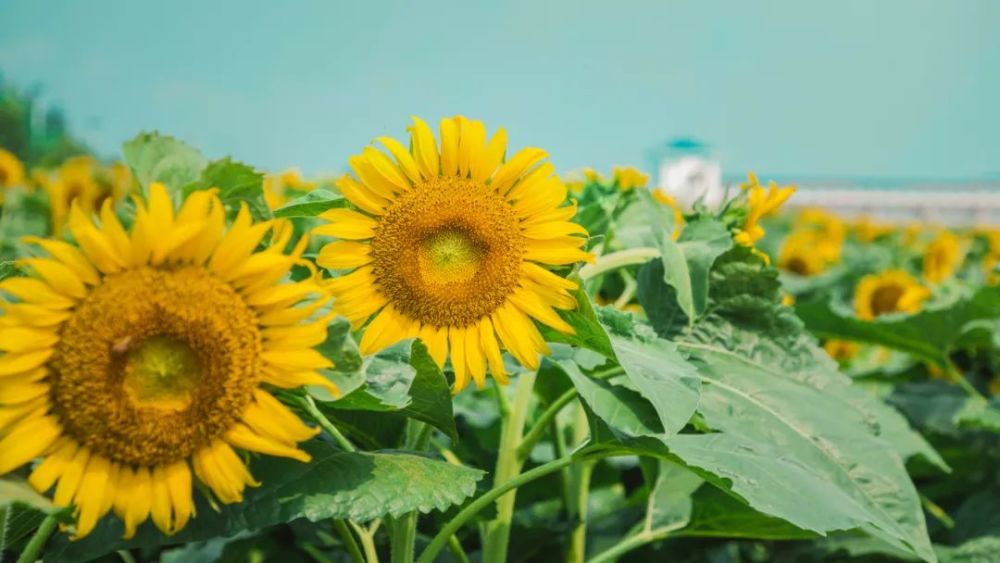 向陽而生打卡莒縣這片花海擁抱夏日的美好