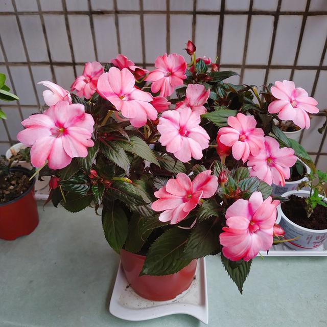 桑蓓斯凤仙花