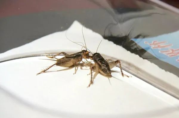 斗蛐蛐吗11万元一只的那种