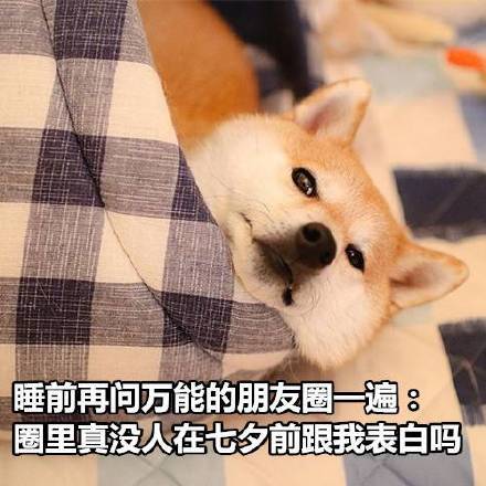 七夕节单身狗专属可爱又沙雕文案