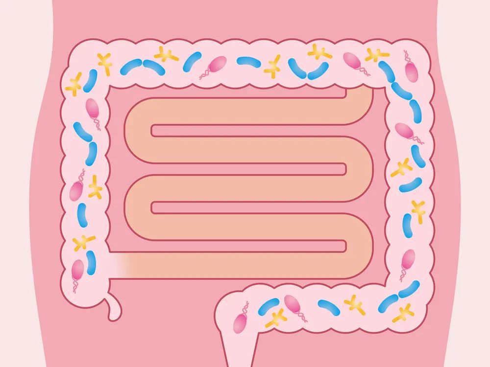 肠道|聚焦：4个故事一览糖尿病与肠道菌群的研究进展