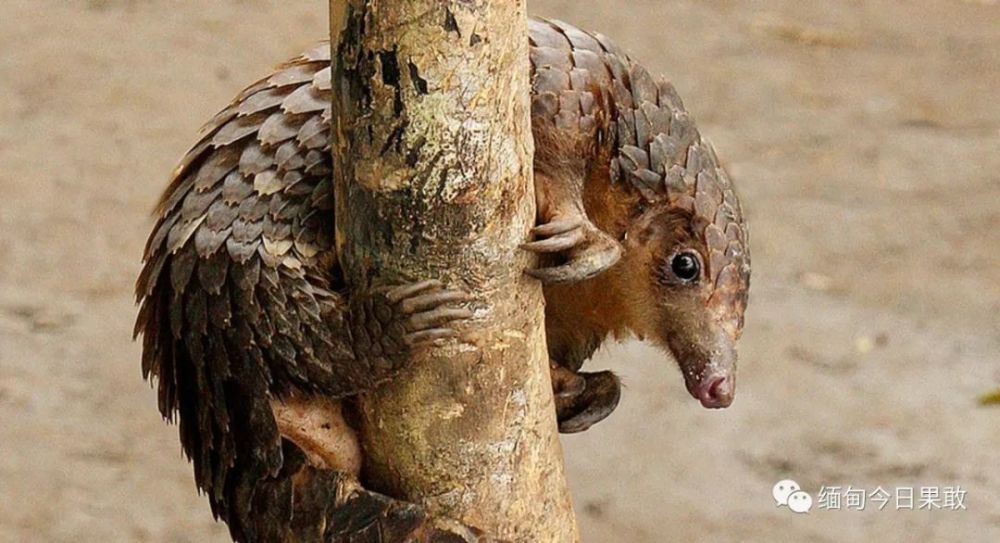 ffi补充,缅甸长期缺乏监管野生动物贸易的能力,这可能会提高人畜共患