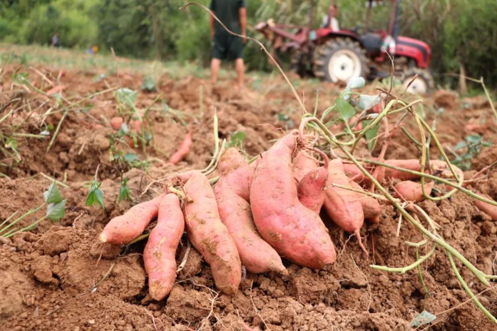 【e农行动】桂阳老家又在忙着挖红薯,晒薯粉,做薯片!这些你还记得吗?