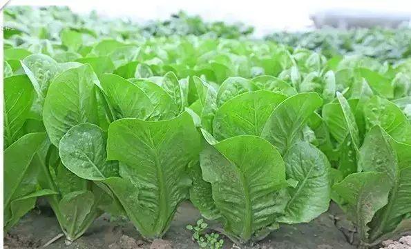 蔬菜|处暑过后，有哪些蔬菜还能播种？种菜的朋友要抓紧了