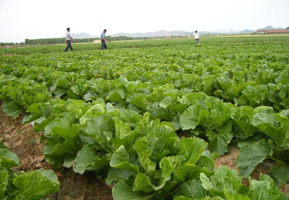 蔬菜|处暑过后，有哪些蔬菜还能播种？种菜的朋友要抓紧了