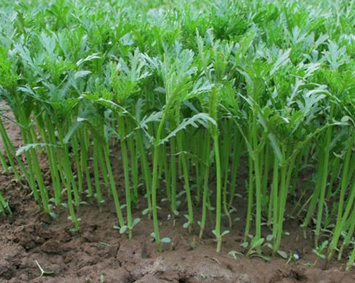 蔬菜|处暑过后，有哪些蔬菜还能播种？种菜的朋友要抓紧了