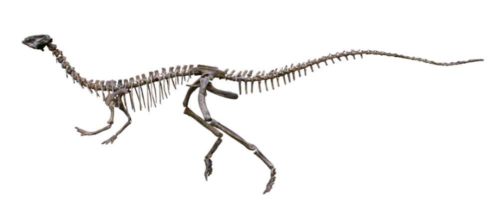 恐龙来了重返中生代即将在贵州省博物馆展出