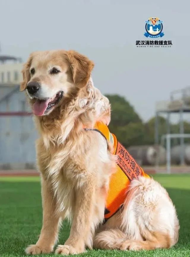 武汉|长沙|搜救犬|张骁