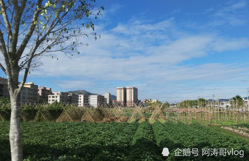 元代人口大_参与人口最多、成员结构最多元、发展潜力最大的自由贸易区启