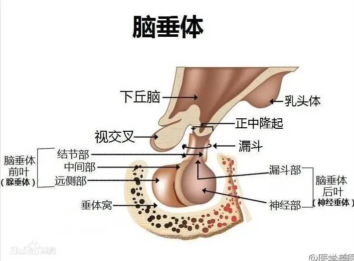 垂体长在脑内,虽然体积很小,但作用非常巨大,作为人体最复杂的内分泌