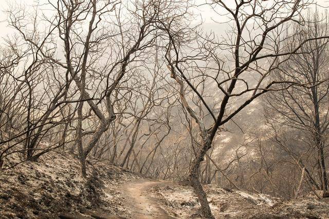 南加州|山火肆虐！雷暴、高温、疫情夹击下的加州何去何从？