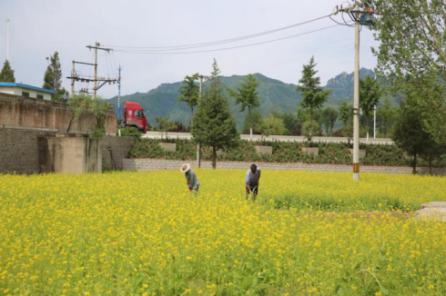 密云区|曝光！密云月季公园，要开放啦！占地2.3万平，26个品种的月季！