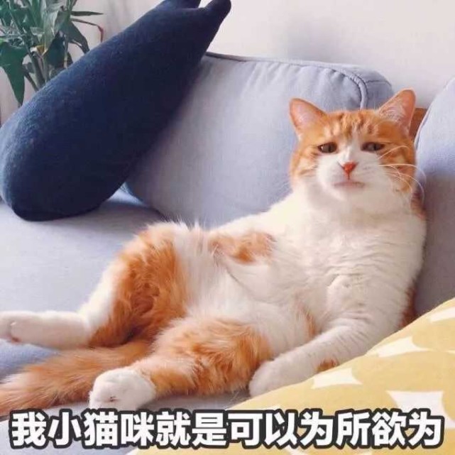 表情包我小猫咪就是可以为所欲为