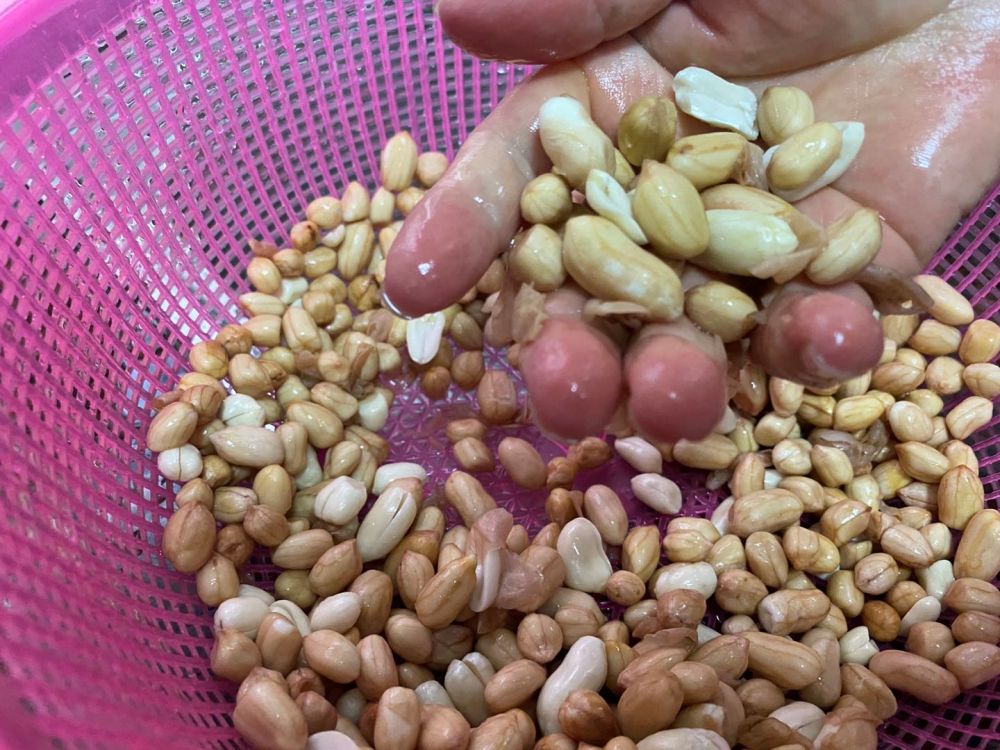 入秋以后,广东爱吃这泥豆,奶香浓郁营养好,多吃能"贴秋膘"!