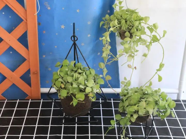 吊篮花卉 风不动 小苹果 垂吊植物盆栽垂吊多肉植物吊兰 腾讯新闻