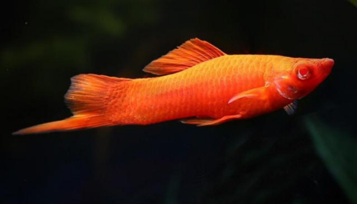 从长相到内在,从生存到繁衍,带你全面了解红剑鱼