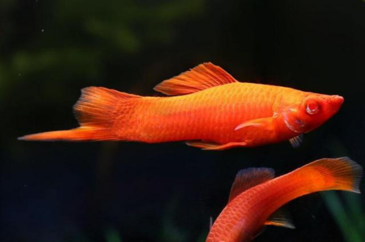 从长相到内在,从生存到繁衍,带你全面了解红剑鱼