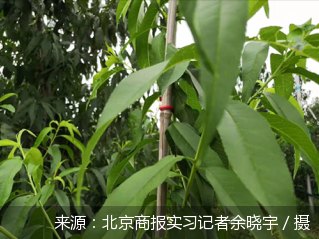 平谷区|平谷有片致富“桃花源”
