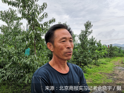 平谷区|平谷有片致富“桃花源”