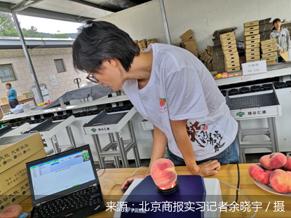 平谷区|平谷有片致富“桃花源”