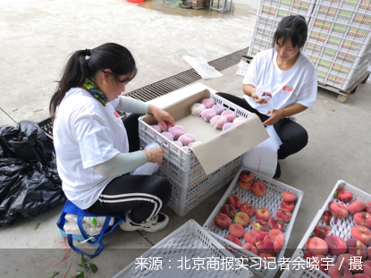 平谷区|平谷有片致富“桃花源”