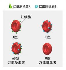 血型|O型血为什么被称为最无私的血型？