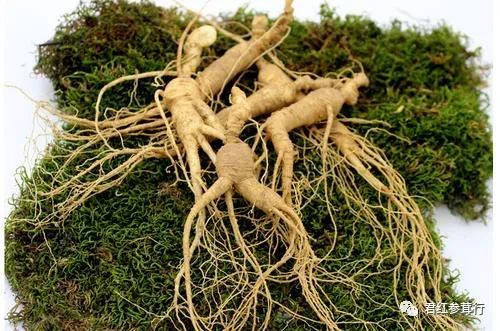 野山参|野山参和林下参的区别有哪些？