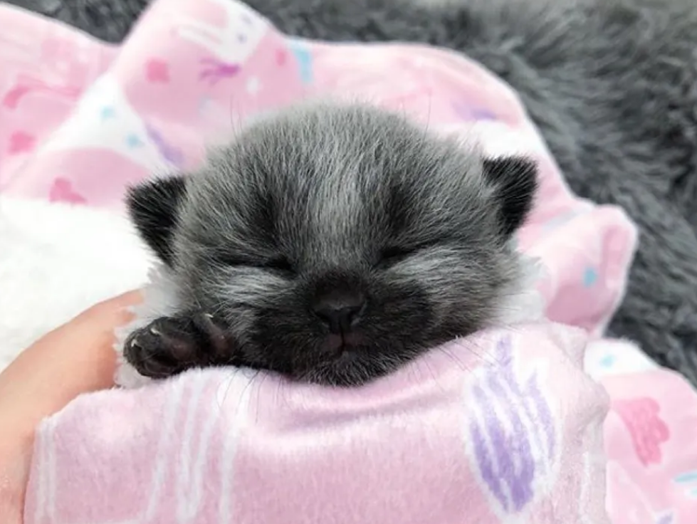家猫生下小猫崽,模样酷似一头小熊,就连铲屎官都啧啧称奇