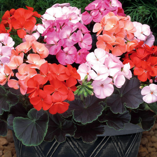 这3种花虽然盛开极美 但寿命极短 开完一茬花就萎蔫枯败 腾讯新闻