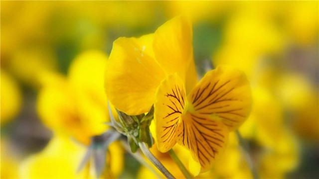 8月31日 9月30日 财运开事业顺 大财来报道 越来越富的3大生肖 横财 生肖 财运 生肖猪 生肖猴 生肖鼠