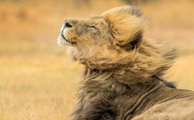 母狮|雄狮有鬃毛，母狮却没有，或许是雄狮总挨揍？