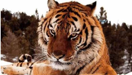 母狮|雄狮有鬃毛，母狮却没有，或许是雄狮总挨揍？